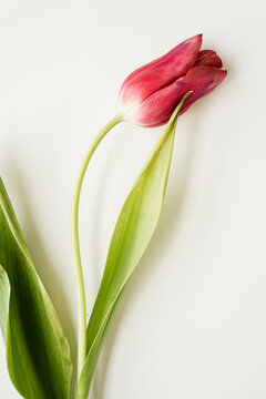 Close-Up of a Single Red Tulip Flower