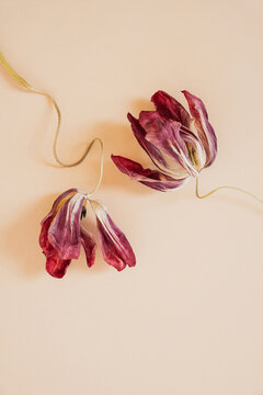 Sophisticated botanical composition featuring rich red tulips enhanced by ornate gold ribbons
