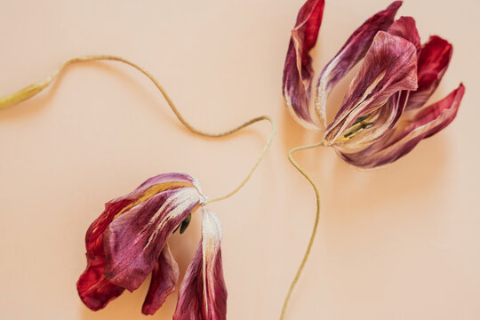 Macro shot of wilted tulip flowers with textured petals and natural curls