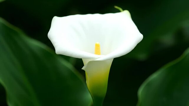Close-up of white calla lily, close-up shot of pure white calla lily
