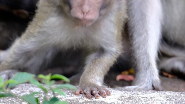 Long-Tailed Macaque Mother with Young Monkey in Natural Forest Habitat