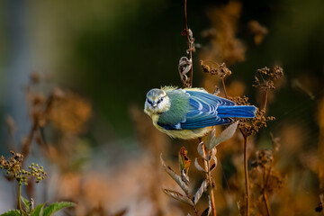 Mésange bleue perchée sur une plante sèche à la lumière dorée de la fin de journée. Portrait d'un petit passereau européen dans son environnement naturel. © Romain