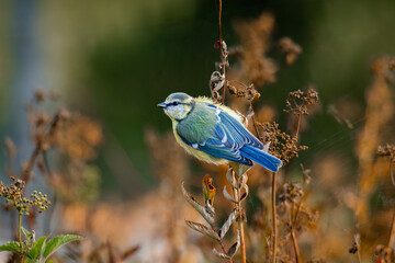 Mésange bleue perchée sur une plante sauvage sèche à la lumière dorée de la fin de journée. Portrait d'un petit oiseau européen dans son habitat naturel. © Romain
