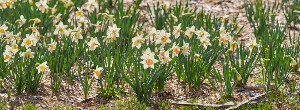 White and pale yellow daffodils blooming in a sunny spring flowerbed