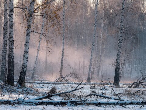 Pale Birch Forest With First Dusting of Snow in Soft Dawn Light｜夜明けの柔らかな光の中、初雪が積もる白樺の森