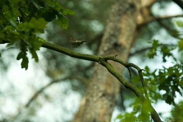 Fototapeta premium Song thrush is taking flight