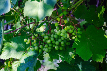 Cluster of unripe green grapes hanging from a vine with lush leaves © Irene Kulinchyk