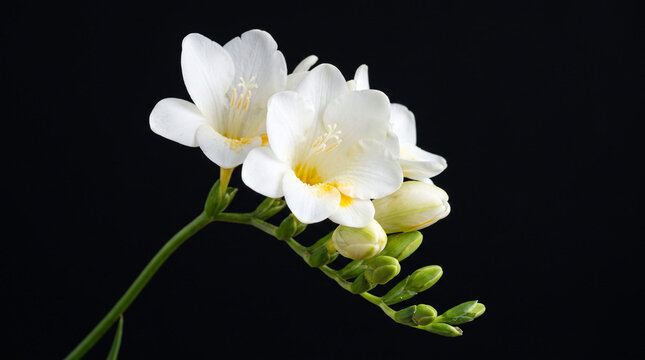 Blooming white freesia flowers on stem over black background.