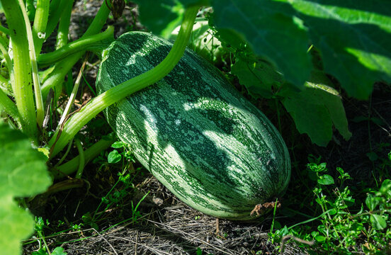 Green striped zucchini growing on the vine in a sunny garden patch