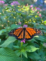 Obraz premium butterfly on flower