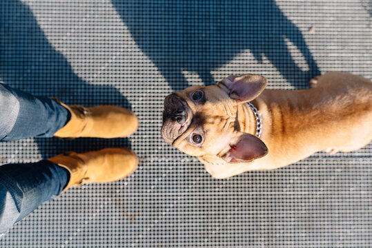 Portrait of French bulldog looking up to owner