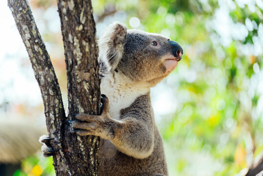 Australia, Queensland, koala climbing a tree
