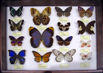 Obraz premium Collection of pinned butterfly specimens in a wooden display frame.