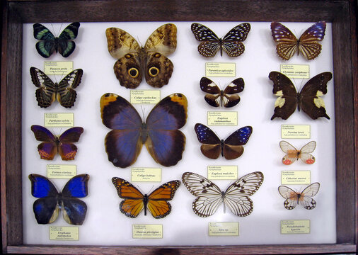 Collection of pinned butterfly specimens in a wooden display frame.