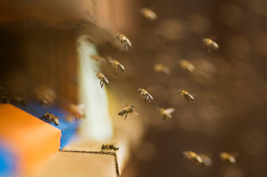 Swarm of honey bees flying around a wooden beehive in Austria