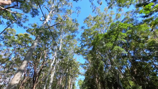 Low Angle View of Eucalyptus Forest Canopy and Blue Sky