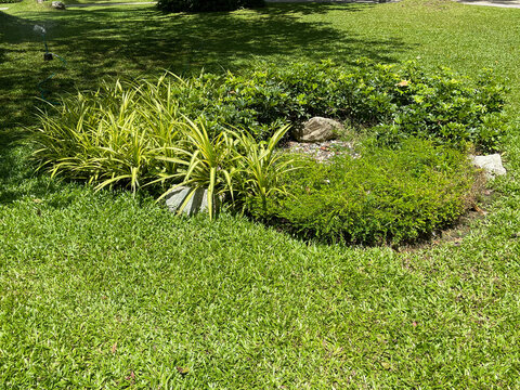 Tropical Garden Ideas : Create a low-maintenance paradise with a vibrant mix of colorful foliage.