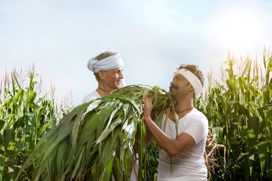 Two farmers working in agriculture farm