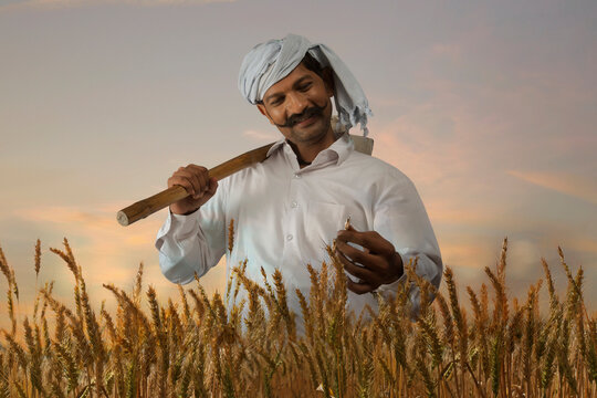 Farmer checking the rice before harvest