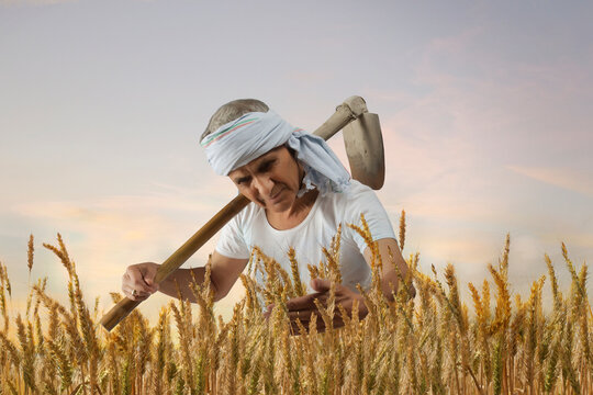 Senior farmer checking the rice before harvest