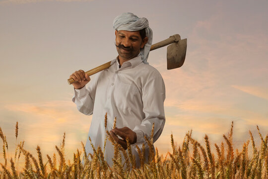 Happy farmer checking the rice before harvest