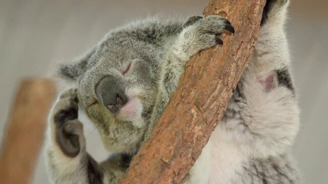 Koala Sleeping on a Tree Branch in New South Wales Australia