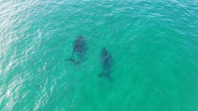 Aerial View of Two Humpback Whales Swimming in Turquoise Ocean Water