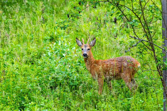 Roe deer buck stands in a green meadow in Wurzburg outdoors