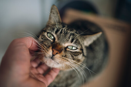 Hand of man stroking tabby cat