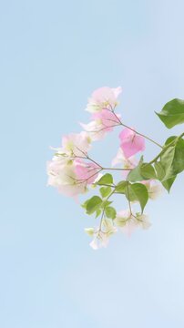 Vertical natural background of soft pink and white bougainvillea flowers against a clear blue sky, ideal for floral, airy and romantic spring or summer design.