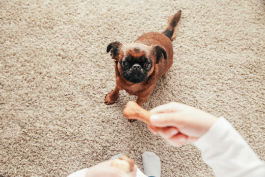 Girl training her dog to sit