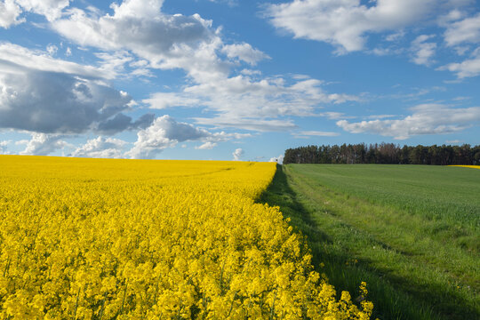 Germany, Bavaria, Clouds floating over vast oilseed rape field in spring