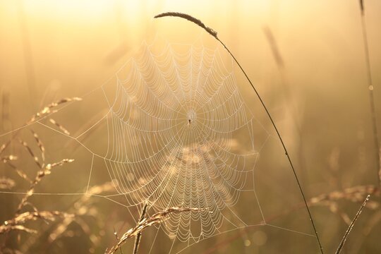 Spider web in a wild meadow during sunrise