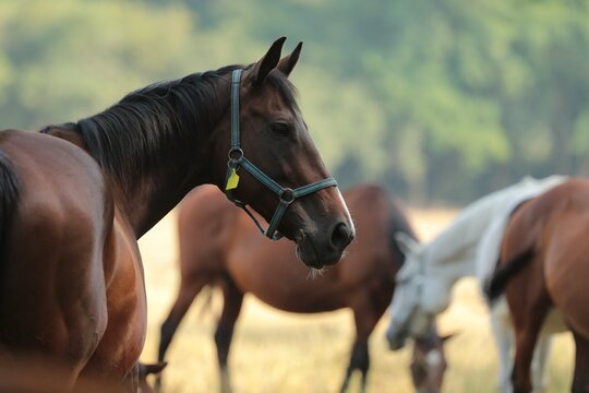 Mare in the pasture, July, Poland	