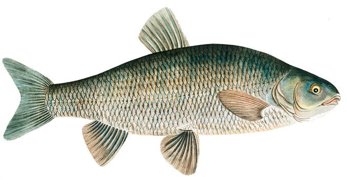 Chub Fish (Cyprinus Jeses) 