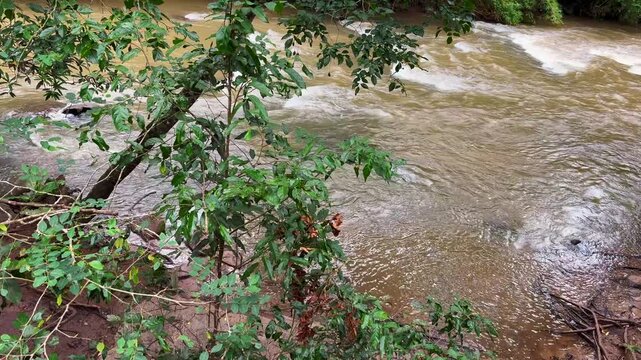 River Kaveri flowing gently through lush riverside woodland, framed by trees in a tranquil natural landscape in Karnataka, India