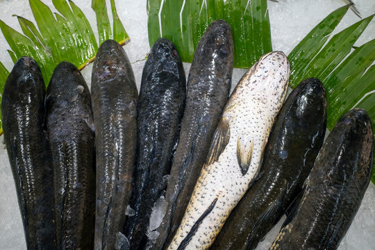 Close up of the striped snakehead, Snakehead fishes or Channa striata