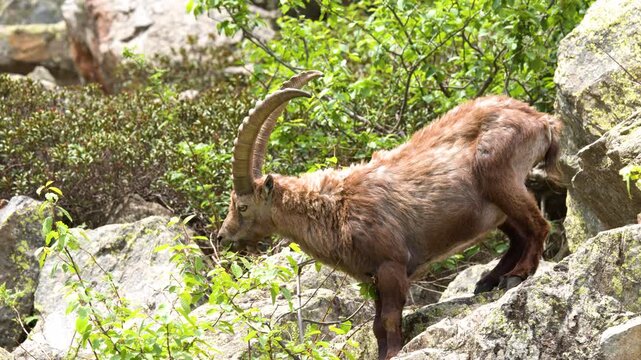 Alpine Ibex Grazing on Rocky Mountain Slope in Italy