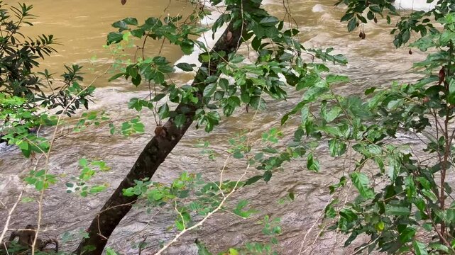 River Kaveri flowing gently through lush riverside woodland, framed by trees in a tranquil natural landscape in Karnataka, India