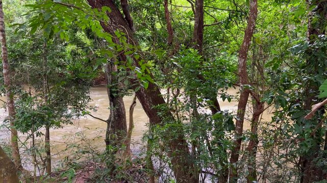 River Kaveri flowing gently through lush riverside woodland, framed by trees in a tranquil natural landscape in Karnataka, India