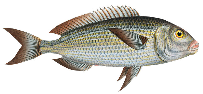 Goldlin (Sparus Salpa)