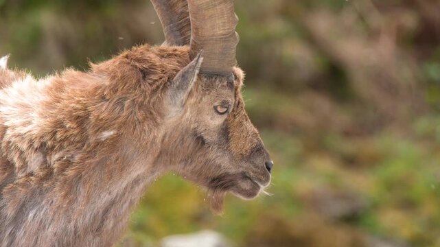 Alpine Ibex Head Close-up in Snowy Mountain Landscape