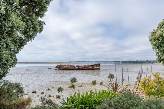 Janie Seddon Shipwreck, Motueka, Tasman Bay, S&uuml;dinsel, Neuseeland, rostiges Schiffswrack im Watt bei Ebbe, historisches Dampfschiff, Maritimes Erbe, Larus dominicanus, Metrosideros excelsa