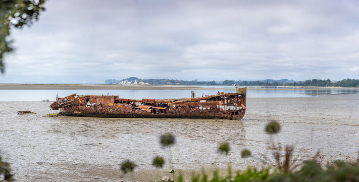 Janie Seddon Shipwreck, Motueka, Tasman Bay, S&uuml;dinsel, Neuseeland, rostiges Schiffswrack im Watt bei Ebbe, historisches Dampfschiff, Maritimes Erbe, Larus dominicanus, Metrosideros excelsa