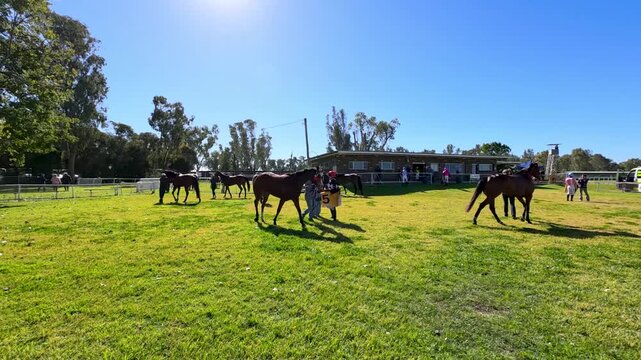 Thoroughbred Horses and Jockeys in Paddock at Country Racecourse