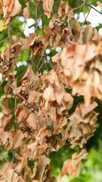 Vertical natural background of dried brown leaves hanging on branches in sunlight, perfect for seasonal, earthy, organic and textured design projects.