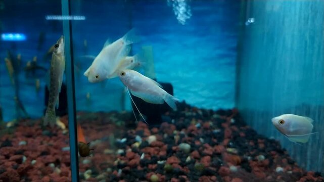 Footage of a white ornamental gourami fish swimming in a pet store aquarium