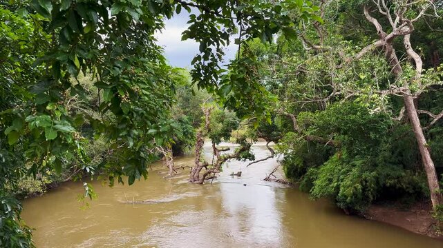 River Kaveri flowing gently through lush riverside woodland, framed by trees in a tranquil natural landscape in Karnataka, India