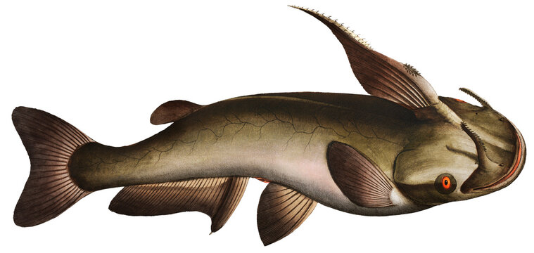 Horned Silure (Silurus militaris) 