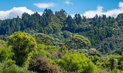 Cordyline australis, Parapara, Golden Bay, Tasman District, Südinsel, Neuseeland, Keulenlilie im Küstenregenwald, Kunzea ericoides, dichte Vegetation vor bewaldeten Hügeln © stylefoto24